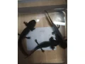 axolotl-mexicky-small-2