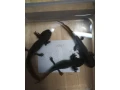 axolotl-mexicky-small-1
