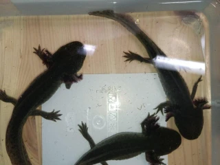 axolotl-mexicky