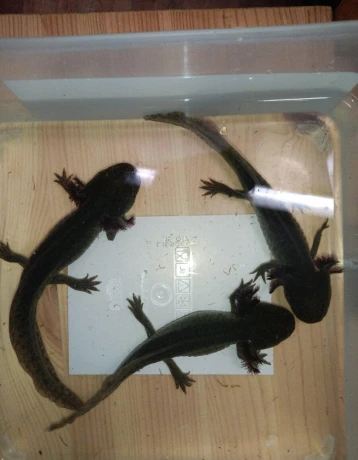 axolotl-mexicky-big-0