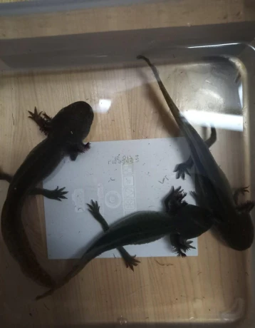 axolotl-mexicky-big-2