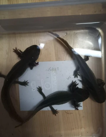 axolotl-mexicky-big-1