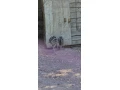 predam-emu-small-1
