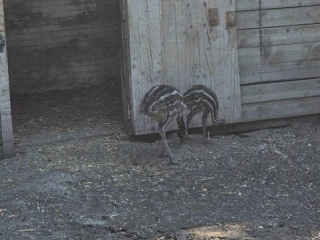 predam-emu