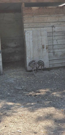 predam-emu-big-0