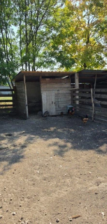 predam-emu-big-2