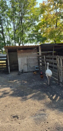 predam-emu-big-3