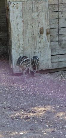 predam-emu-big-1