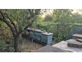 na-predaj-vcelie-rodiny-s-ulmi-small-2