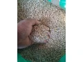 jacmen-small-1