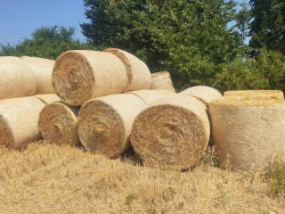psenicna-slama