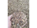 cierny-ovos-small-2