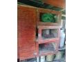 domcek-pre-prepelice-small-0