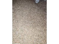 zito-raz-small-0