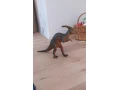 dinosaurus-parasaurolophus-small-0