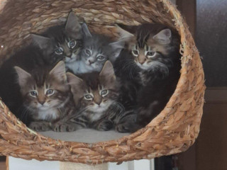 mainska-myvalia-macka-maine-coon