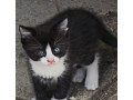 darujem-maciatka-small-0