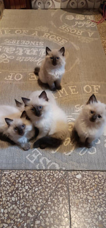 ragdoll-maciatka-macka-big-0