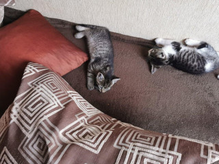maciatka
