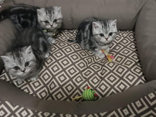 britske-maciatka-whiskas
