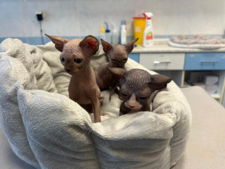 sphynx