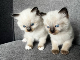 ragdoll-maciatka