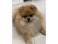 pomerian-small-1