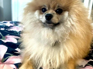 pomerian