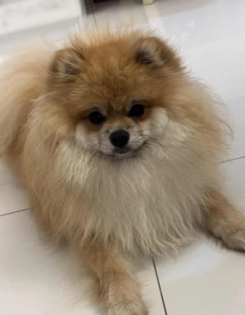 pomerian-big-1
