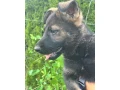 nemecky-ovcak-small-4