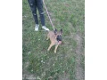blgicki-small-2