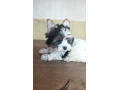 yorkshirsky-terier-small-1