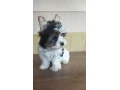 yorkshirsky-terier-small-3