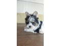 yorkshirsky-terier-small-0