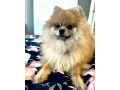 pomerian-small-0