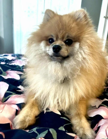 pomerian-big-0