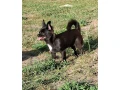 civava-dlhosrsta-psik-small-2