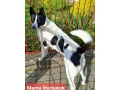 vynimocne-fenky-karelsky-medvedi-pes-krizenec-small-4