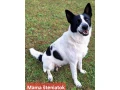 vynimocne-fenky-karelsky-medvedi-pes-krizenec-small-3