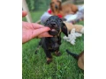 jazvecik-trpaslici-small-4