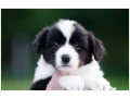 border-kolie-border-collie-z-pp-small-2