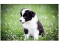 border-kolie-border-collie-z-pp-small-3