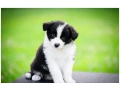 border-kolie-border-collie-z-pp-small-4