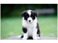 border-kolie-border-collie-z-pp-small-1