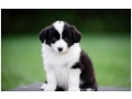 border-kolie-border-collie-z-pp-small-0