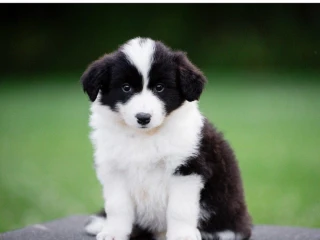 border-kolie-border-collie-z-pp