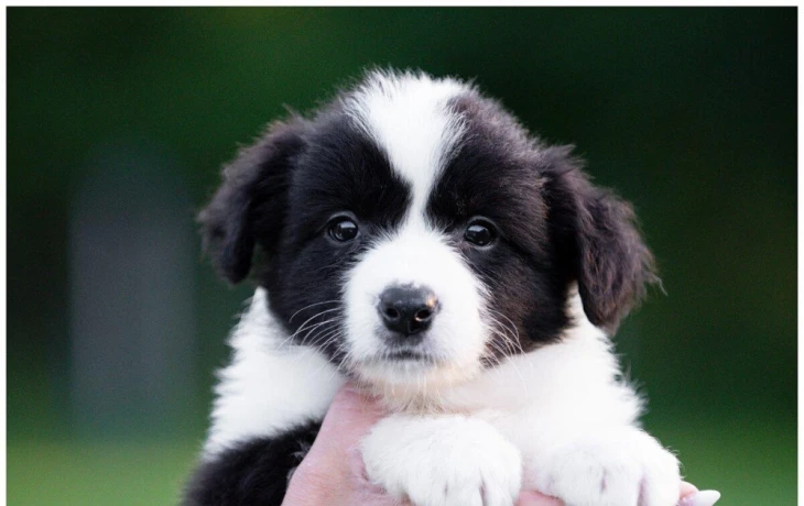 border-kolie-border-collie-z-pp-big-2