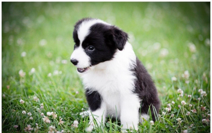 border-kolie-border-collie-z-pp-big-3