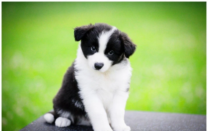 border-kolie-border-collie-z-pp-big-4