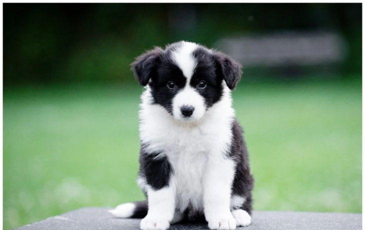 border-kolie-border-collie-z-pp-big-1